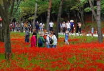 영광불갑산상사화축제, 2020년 전라남도 대표축제 선정