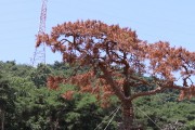 명품소나무야 넌 왜 죽어가니?? 백수 장산로타리 명품 소나무 식재 1년여만에 고사 위기