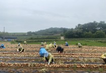 노인가정과 직원 양파수확 봉사활동 실시