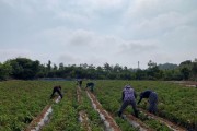법성면, 감자 재배농가 일손돕기 추진