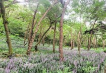 영광군 물무산 행복숲, 보라색 꽃 무엇일까?