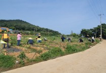 영광군 원예축산과, 양파재배 농가 일손 돕기로 구슬땀