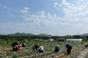 영광군 상하수도사업소, 양파 농가 일손 지원