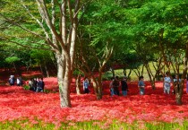 영광불갑산상사화축제, 2022년 전라남도 대표축제 선정