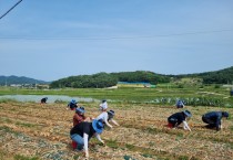 영광군청 경제에너지과, 농촌 일손돕기 추진