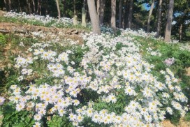 노을 속 구절초, 백수읍의 가을을 물들이다