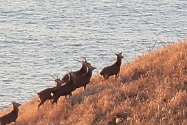 환경부 안마도 꽃사슴 유해야생동물로 지정하고 관리 강화 추진