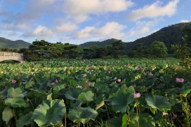 연분홍 물결로 물든 비밀의 정원