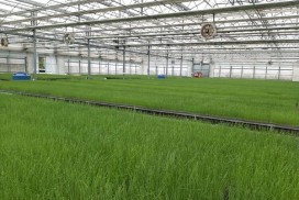 영광군, 양파 육묘 신청접수