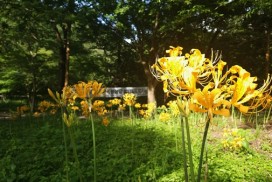 영광 불갑사 관광지 내 진노랑분홍상사화 만개