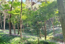 영광 물무산 둘레길,  보랏빛 맥문동 만개… 가을 길목 산책 명소로 인기