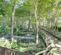 백수해안도로 절벽정원, 만개한 맥문동으로 관광객 시선 사로잡아