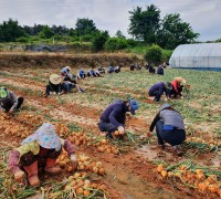 대마면-총무과 농촌일손돕기 실시